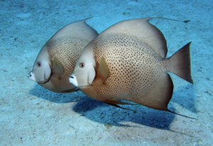 Read more about the article Marine Biology Week: Discover the Underwater World of San Salvador