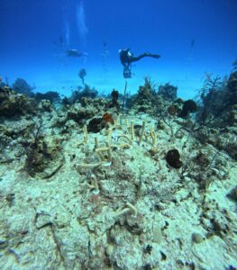 Lire la suite à propos de l’article Meilleure période pour plonger aux Bahamas : guide saisonnier complet