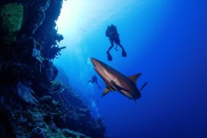 Read more about the article Bahamas Diving: The Ultimate Guide to Paradise Underwater