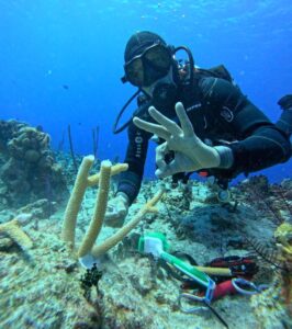 Lire la suite à propos de l’article Quand plonger aux Bahamas ? Allons plonger !