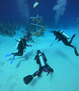 Read more about the article When’s the Best Time to Dive in The Bahamas? Let’s Dive In!