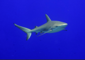 Read more about the article Bahamas Shark Diving: The Ultimate Guide to Swimming with Sharks
