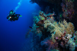 Read more about the article San Salvador Diving: Your Complete Guide to the Bahamas’ Best-Kept Secret