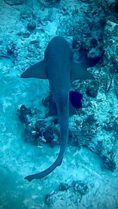 Read more about the article When is the Best Time to Snorkel in The Bahamas? Crystal Clear Water vs. Warm Waves