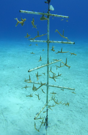 coral nursery 2