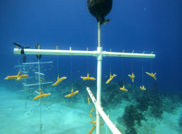 coral nursery