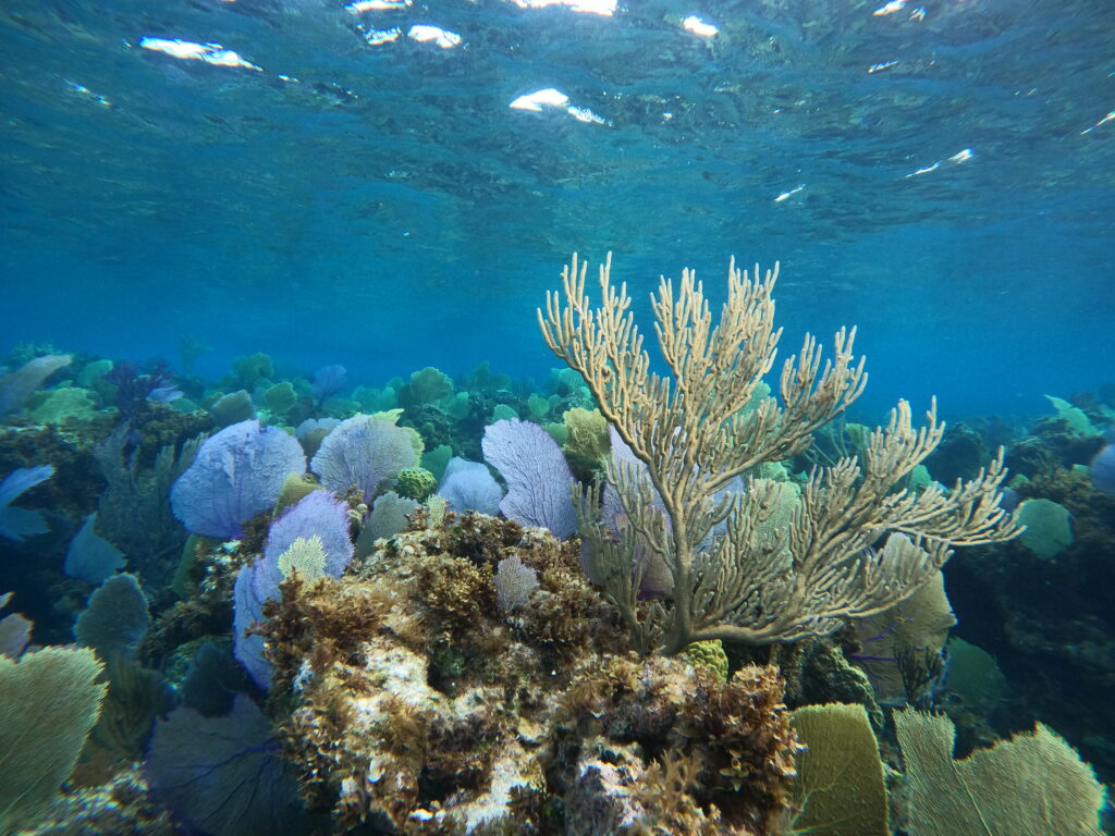 coral reef