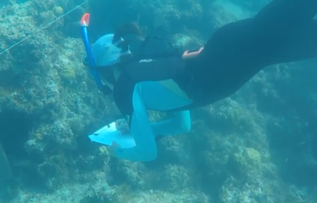 reef check